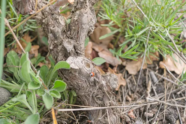 Carmen et Martin dans les vignes